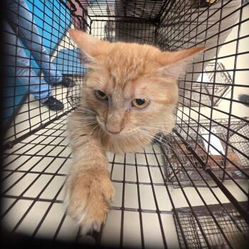 Mama -  Domestic Long Hair Cat for Adoption in Lufkin, Texas - Mama | PetCurious