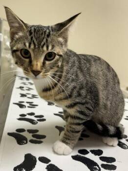 Tigress -  Domestic Short Hair Cat for Adoption in Lancaster, Pennsylvania - Tigress | PetCurious