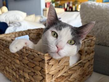 Miles -  Domestic Short Hair and Turkish Van Cat for Adoption in Los Angeles, California - Miles | PetCurious