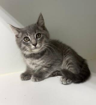 Luigi -  Domestic Short Hair Cat for Adoption in Rochester, Indiana - Luigi | PetCurious