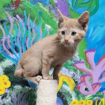 Domestic Short Hair Cats Available for Adoption in Dixon, Illinois - Shaggy Rogers | PetCurious