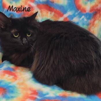 Maxine -  Domestic Long Hair Cat Available for Adoption in Parkersburg, West Virginia - Maxine | PetCurious