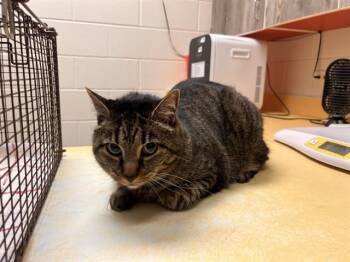 BEATRIX -  Domestic Short Hair Cat for Adoption in Colorado Springs, Colorado - BEATRIX | PetCurious