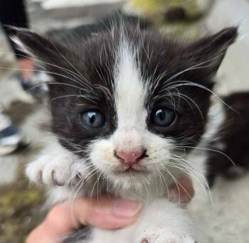 Domestic Short Hair Cats Available for Adoption in Salinas, California - Birch | PetCurious