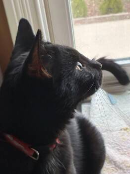 Domestic Short Hair Cats Available for Adoption in West Lafayette, Indiana - Shadow  | PetCurious
