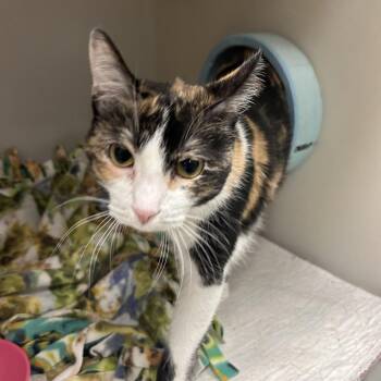 Pudding -  Domestic Short Hair Cat for Adoption in Zanesville, Ohio - Pudding | PetCurious