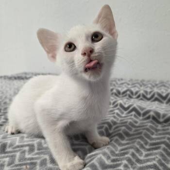 Frodo -  Domestic Short Hair Cat for Adoption in Wiggins, Mississippi - Frodo | PetCurious