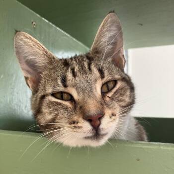 Jag -  Domestic Short Hair and Tabby Cat for Adoption in Dublin, Ohio - Jag | PetCurious