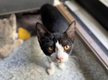 Rescue American Shorthair Cats for Adoption in Austin, Texas - Firefly- The Perfect Girl | PetCurious