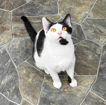 Zuko -  Domestic Short Hair Cat for Adoption in Shorewood, Illinois - Zuko | PetCurious