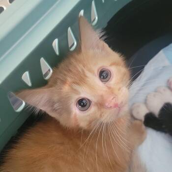 Sullivan -  Domestic Short Hair Cat for Adoption in Rochester, Minnesota - Sullivan | PetCurious