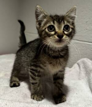 Rescue Domestic Short Hair Cats for Adoption in Wilkesboro, North Carolina - Crumb | PetCurious