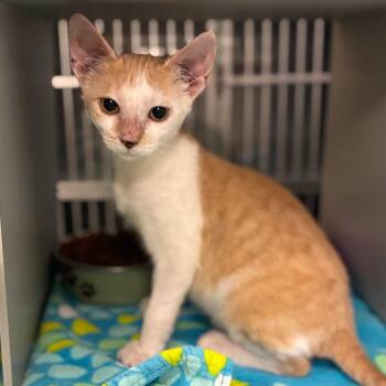 Oogie -  Domestic Short Hair Cat for Adoption in Buchanan Dam, Texas - Oogie | PetCurious