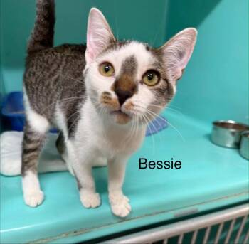 Bessie -  Domestic Short Hair Cat for Adoption in Plattsburgh, New York - Bessie | PetCurious