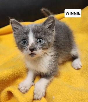 Winnie -  Domestic Short Hair Cat for Adoption in Yankton, South Dakota - Winnie | PetCurious