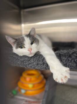 Rescue Domestic Short Hair Cats for Adoption in Spring Brook, New York - Frankie | PetCurious