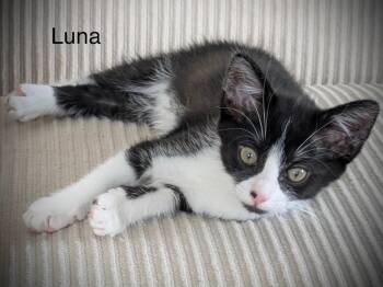 Luna -  Domestic Short Hair Cat for Adoption in Highland Beach, Maryland - Luna | PetCurious