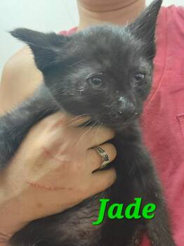 Jade -  Domestic Short Hair Cat for Adoption in Lorain, Ohio - Jade | PetCurious