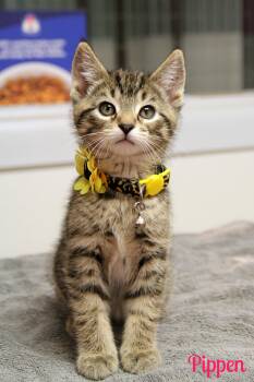 Domestic Short Hair Cats Available for Adoption in Vinton, Iowa - Pippen  | PetCurious