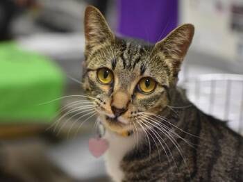 Goober -  Domestic Short Hair Cat for Adoption in Portland, Oregon - Goober | PetCurious