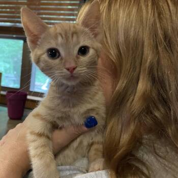 Tabby Cats Available for Adoption in Kannapolis, North Carolina - Toulouse | PetCurious