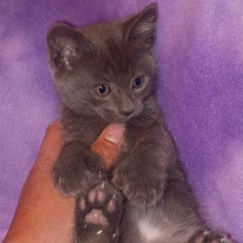 Petrie -  Domestic Short Hair Cat for Adoption in Nampa, Idaho - Petrie | PetCurious