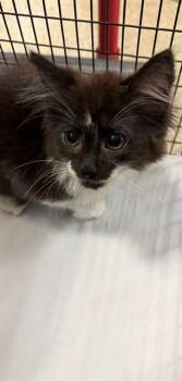 Domestic Long Hair Cats Available for Adoption in Doral, Florida - SABLE | PetCurious