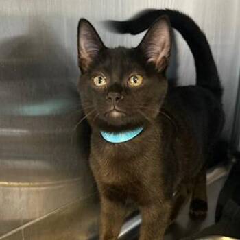Feather -  Domestic Short Hair Cat for Adoption in Knoxville, Tennessee - Feather | PetCurious