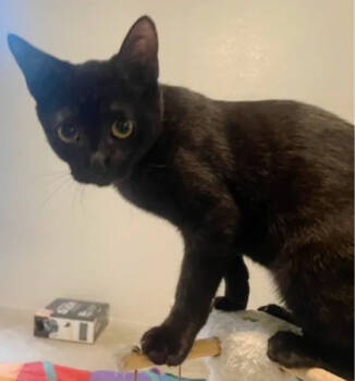 Rescue Domestic Short Hair Cats for Adoption in Encinitas, California - Blackie | PetCurious