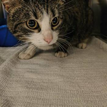 Domestic Short Hair Cats Available for Adoption - Ivy | PetCurious