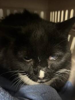 BINX -  Domestic Short Hair Cat for Adoption in Las Vegas, Nevada - BINX | PetCurious