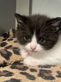 Bruce -  Domestic Short Hair Cat for Adoption in Flint Hill, Virginia - Bruce | PetCurious