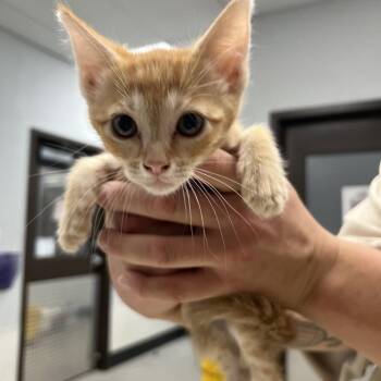 Carrots -  Domestic Short Hair Cat for Adoption in Durango, Colorado - Carrots | PetCurious