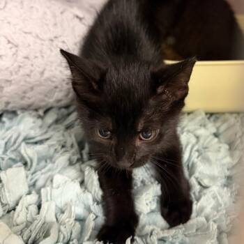 No Tail 2.0 -  Domestic Short Hair Cat for Adoption in Port Charlotte, Florida - No Tail 2.0 | PetCurious