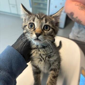 McWeely -  Domestic Short Hair Cat for Adoption in Huntington, West Virginia - McWeely | PetCurious
