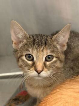 Rescue Domestic Short Hair Cats for Adoption in Winchester, Virginia - Pinky | PetCurious