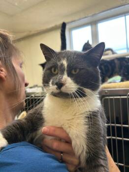 Tabby Cats Available for Adoption - Clayton | PetCurious