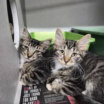 Rhae Rhae -  Domestic Short Hair Cat for Adoption in Sacramento, California - Rhae Rhae | PetCurious