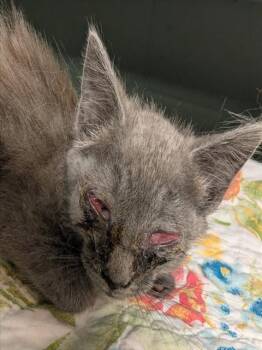 QUIXOTE -  Domestic Short Hair Cat for Adoption in Jacksonville, Florida - QUIXOTE | PetCurious