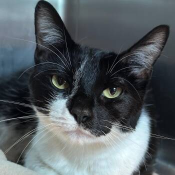 Peanut -  Domestic Short Hair Cat for Adoption in Matteson, Illinois - Peanut | PetCurious