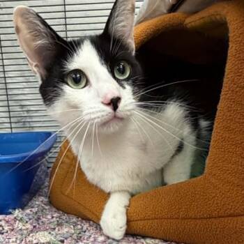 Domestic Short Hair Cats Available for Adoption in Martinsville, Indiana - May | PetCurious