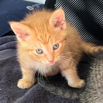 Saturn -  Domestic Short Hair Cat for Adoption in Burlington, Ontario - Saturn | PetCurious