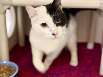 Domestic Short Hair Cats Available for Adoption in Downers Grove, Illinois - Mr. Boss | PetCurious
