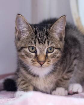 JESTER (0043) -  Domestic Short Hair Cat for Adoption in Bridgeport, Connecticut - JESTER (0043) | PetCurious