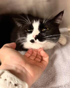 Domestic Short Hair Cats Available for Adoption in Hilton Head Island, South Carolina - Faheem | PetCurious
