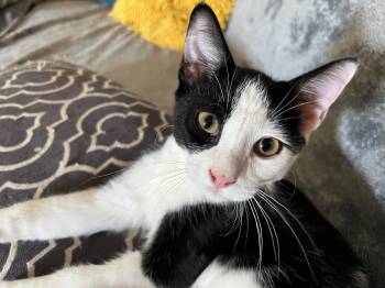 Rescue Domestic Short Hair Cats for Adoption in Los Angeles, California - Halibut | PetCurious