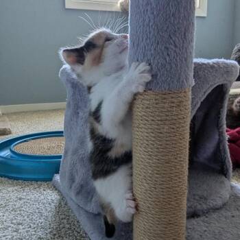 Fiona -  Domestic Short Hair Cat for Adoption in Calgary, Alberta - Fiona | PetCurious