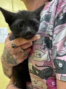 THUNDER -  Domestic Short Hair Cat for Adoption in Crossville, Tennessee - THUNDER | PetCurious