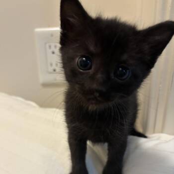 Indigo -  Domestic Short Hair Cat Available for Adoption in Greensboro, Georgia - Indigo | PetCurious