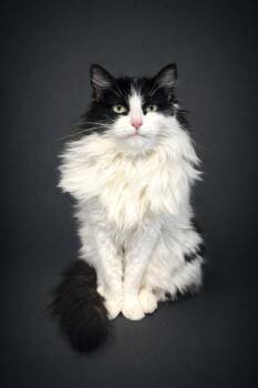 Domestic Long Hair Cats Available for Adoption - Nori | PetCurious